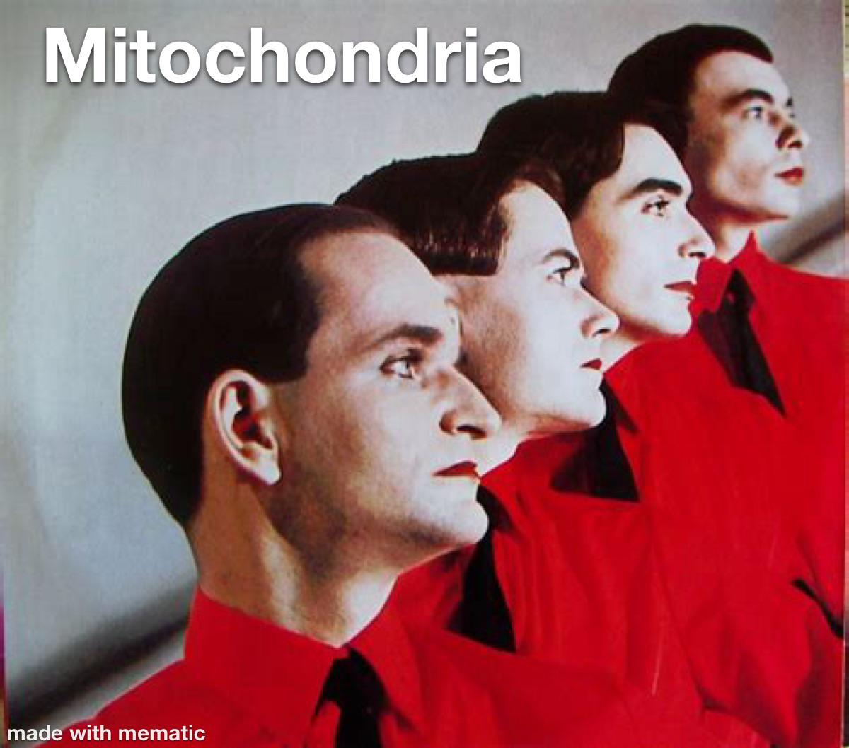 Mitochondria Ist Die Kraftwerk Der Zelle