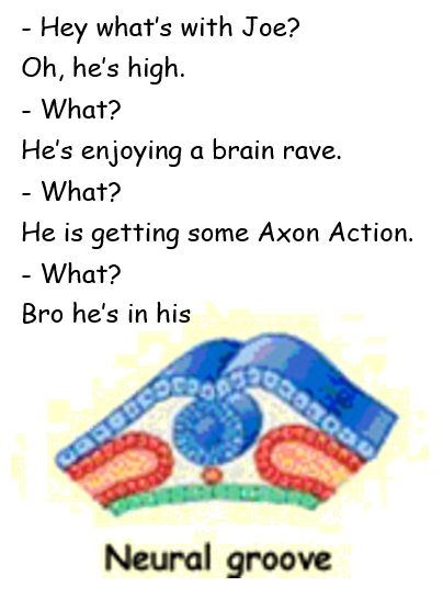 The Embryo's New Groove