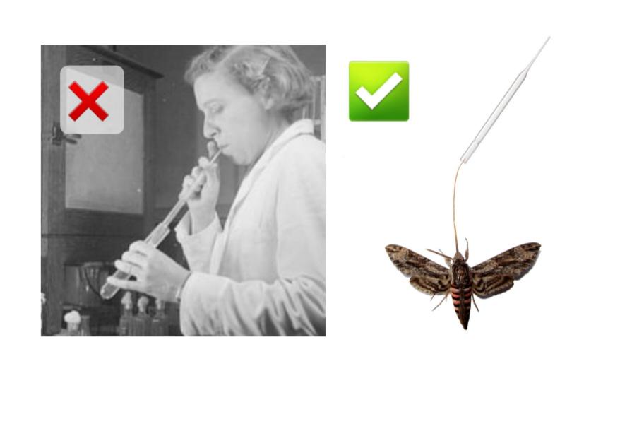 Moth Pipetting >> Mouth Pipetting
