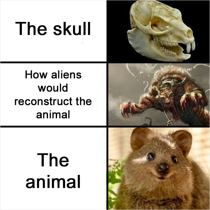 When The Skull Screams Predator, But The Face Says Pure Innocence