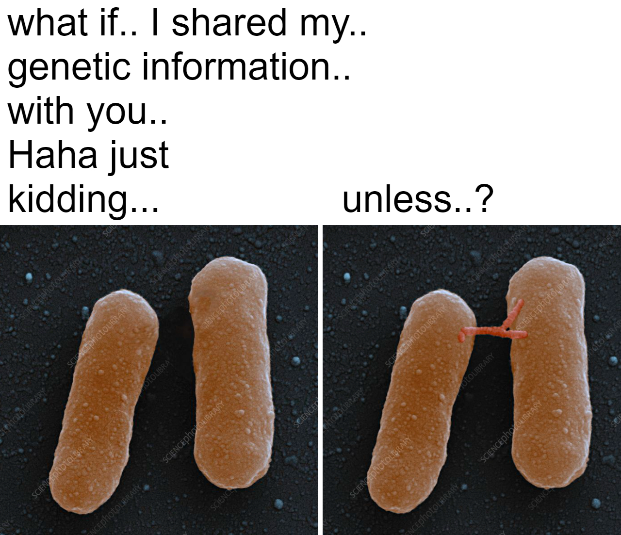 Bacterial Pickup Lines: Conjugation Edition