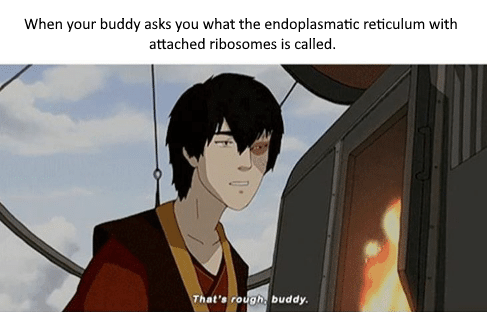 That's Rough, Endoplasmic Reticulum