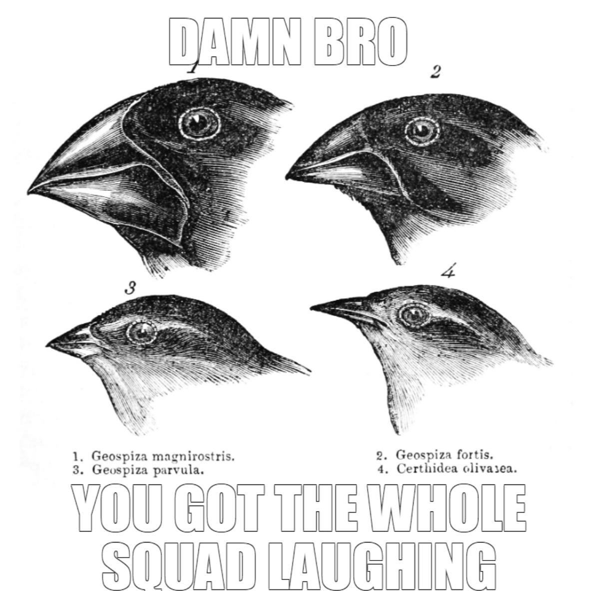 Darwin's Finches Judge Your Life Choices