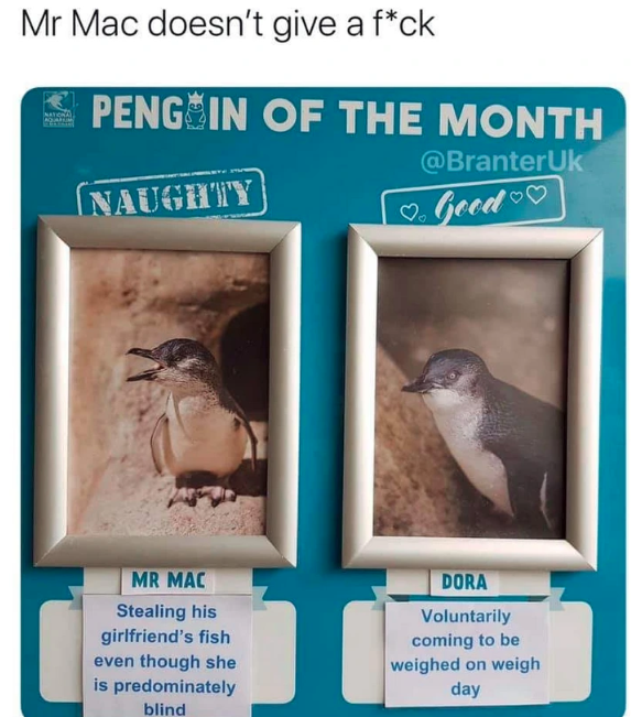 Penguin Of The Month: Flippered Felons And Model Citizens