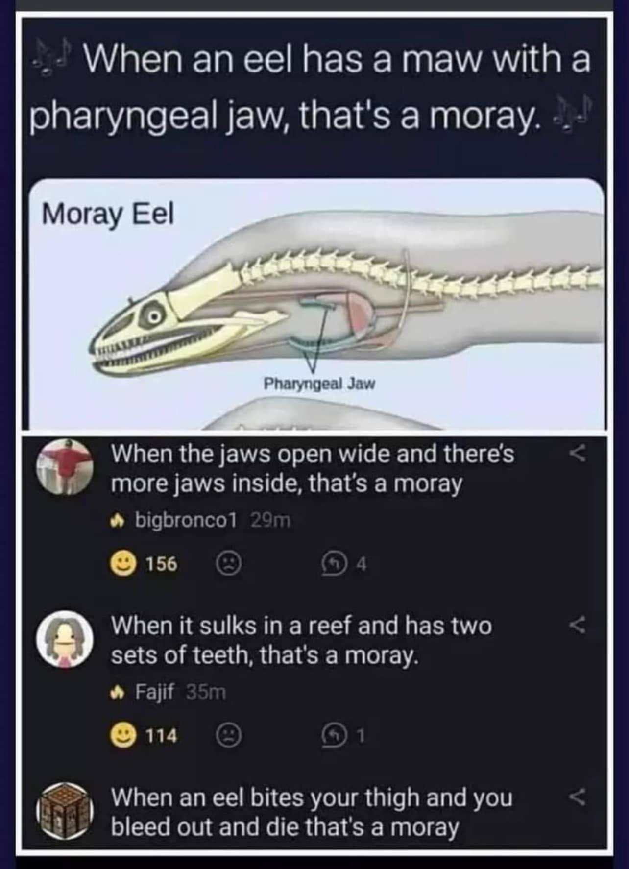 That's A Moray: The Eel With Jaws Inside Its Jaws