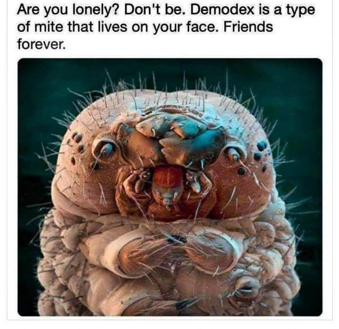 Never Alone: Your Microscopic Facial Roommates