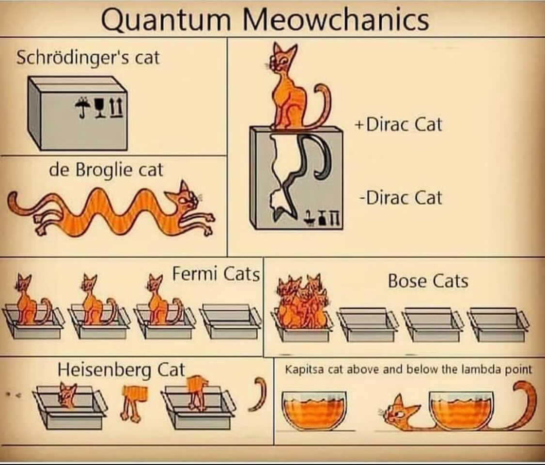 Quantum Meowchanics: When Physics Gets Furry
