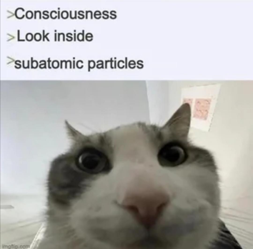 Subatomic Particles: The Existential Catnip