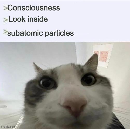 The Quantum Cat-sciousness Paradox