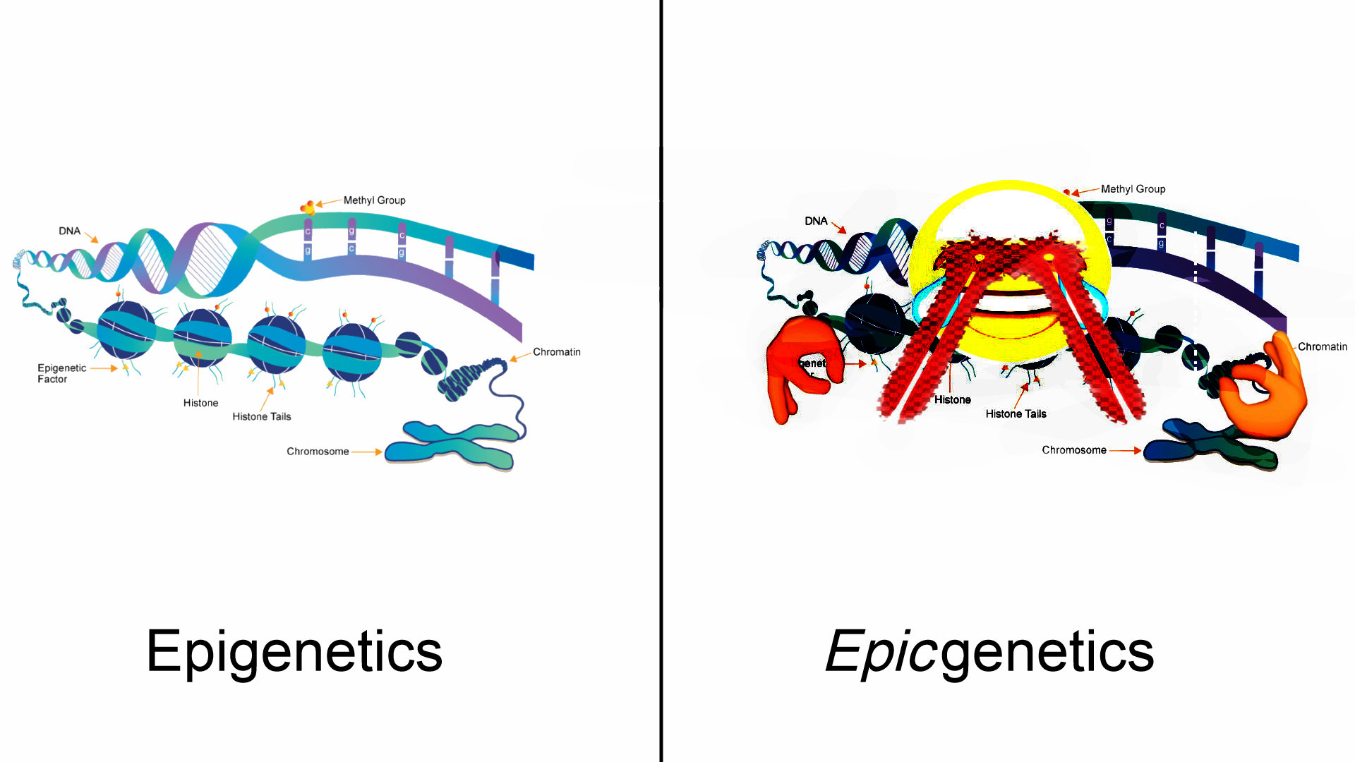 Epigenetics vs. Epicgenetics