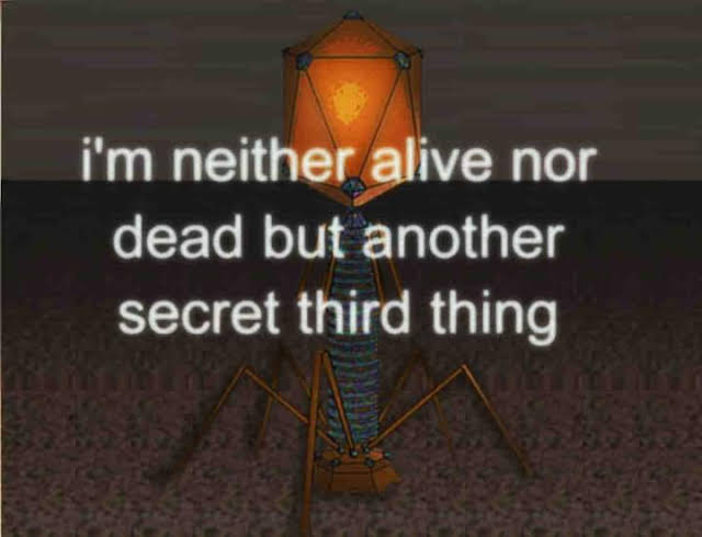 Schrödinger's Bacteriophage
