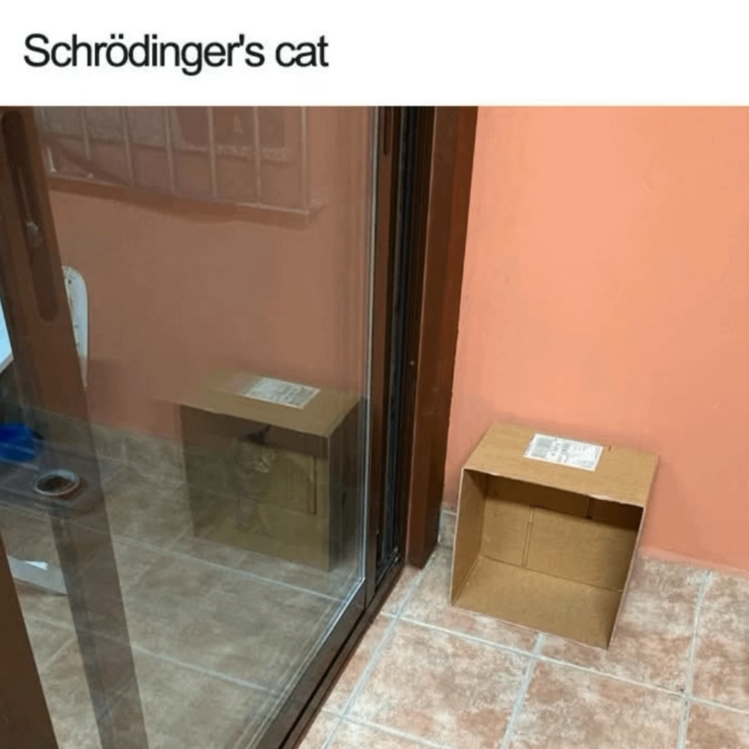 Schrödinger's Cat: Quantum Feline Duality