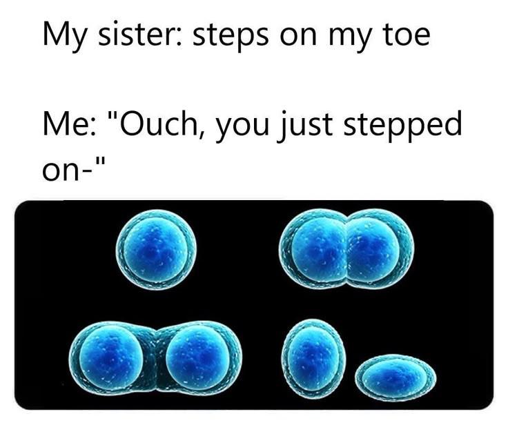 Mitosis: The Toe-tal Response To Sibling Attacks