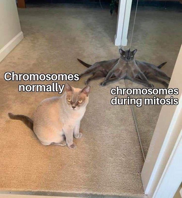 Mitosis: It's Just A Stretch