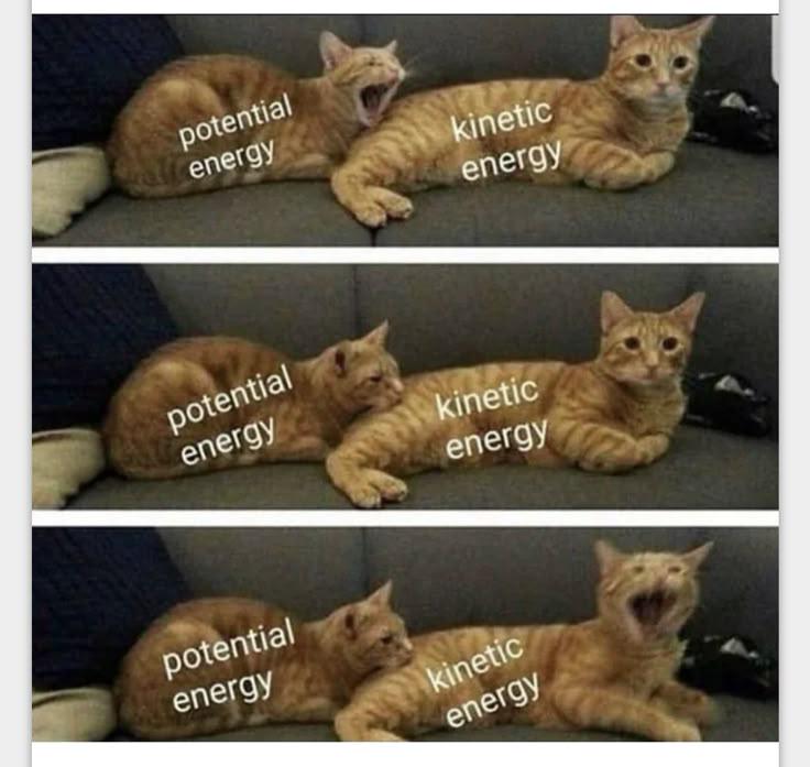 Conservation Of Energy: Feline Edition