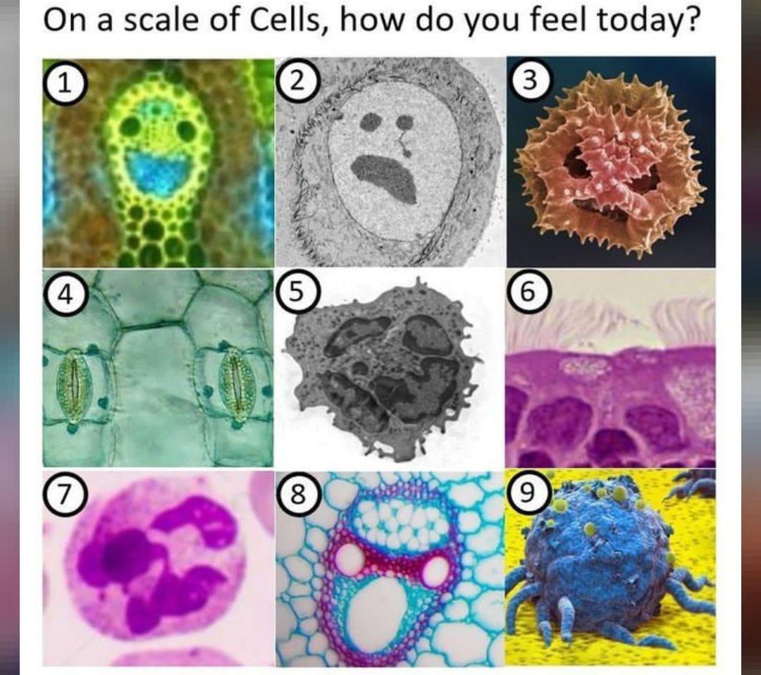 Which Cell Are You Today?