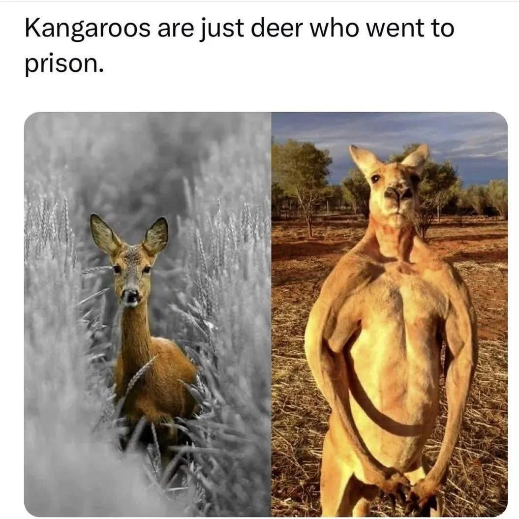 Kangaroos: The Prison-Buff Cousins Of Deer
