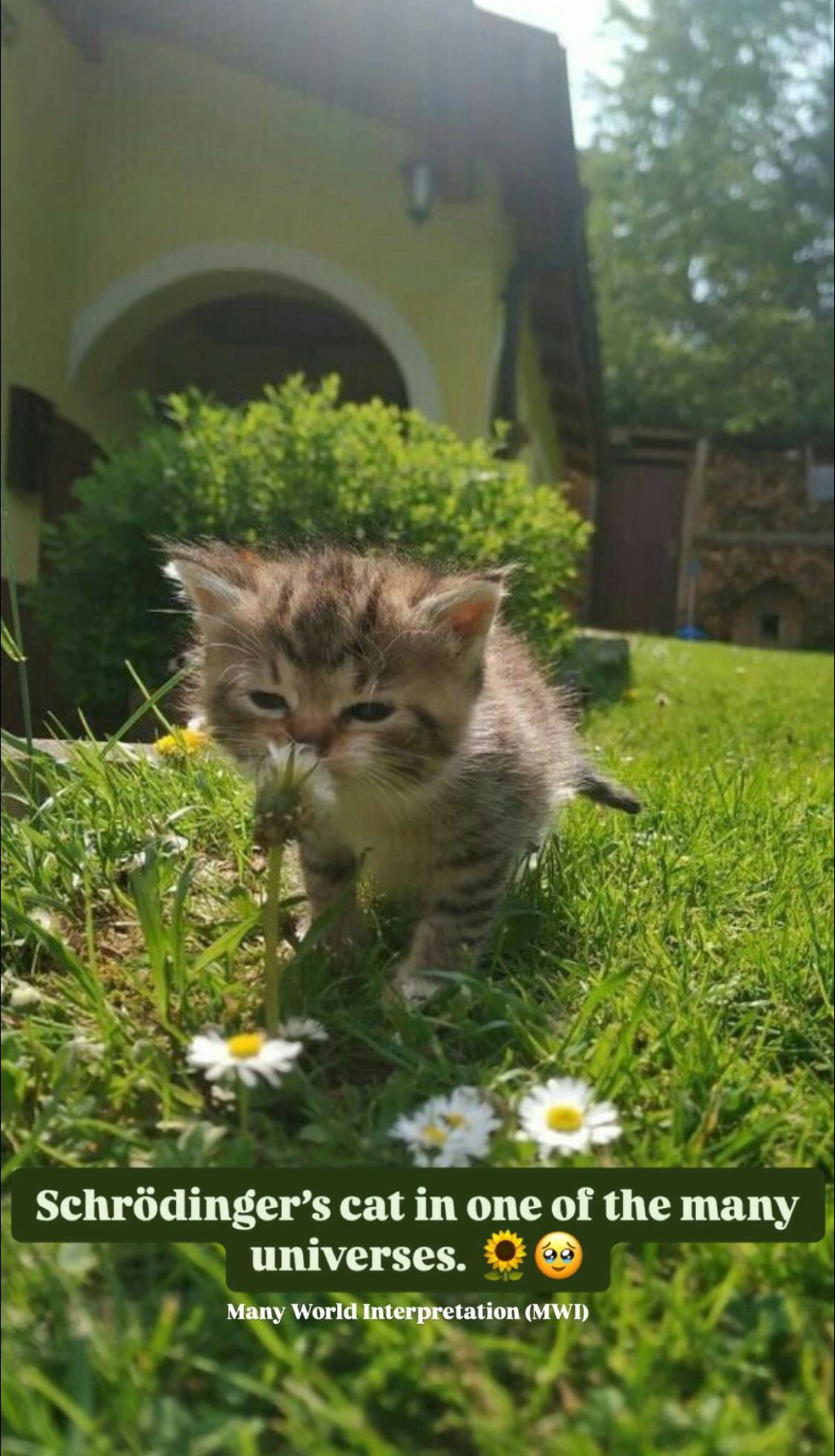 Schrödinger's Cat In One Of The Many Worlds