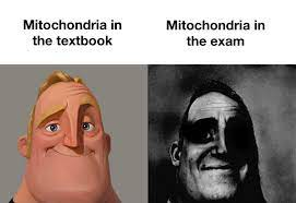 The Mitochondria Metamorphosis