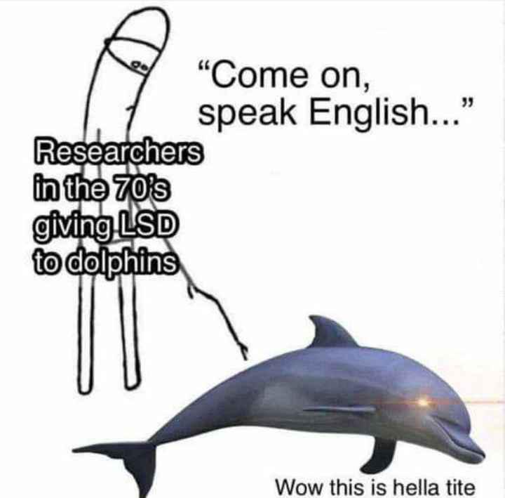 These Scientists Were Clearly Not On The Same Page As The Dolphins