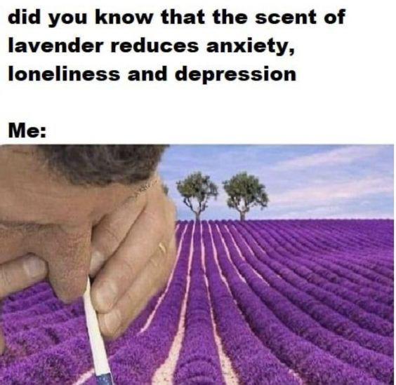 Science Says Lavender Helps With Anxiety. Me: Say No More.