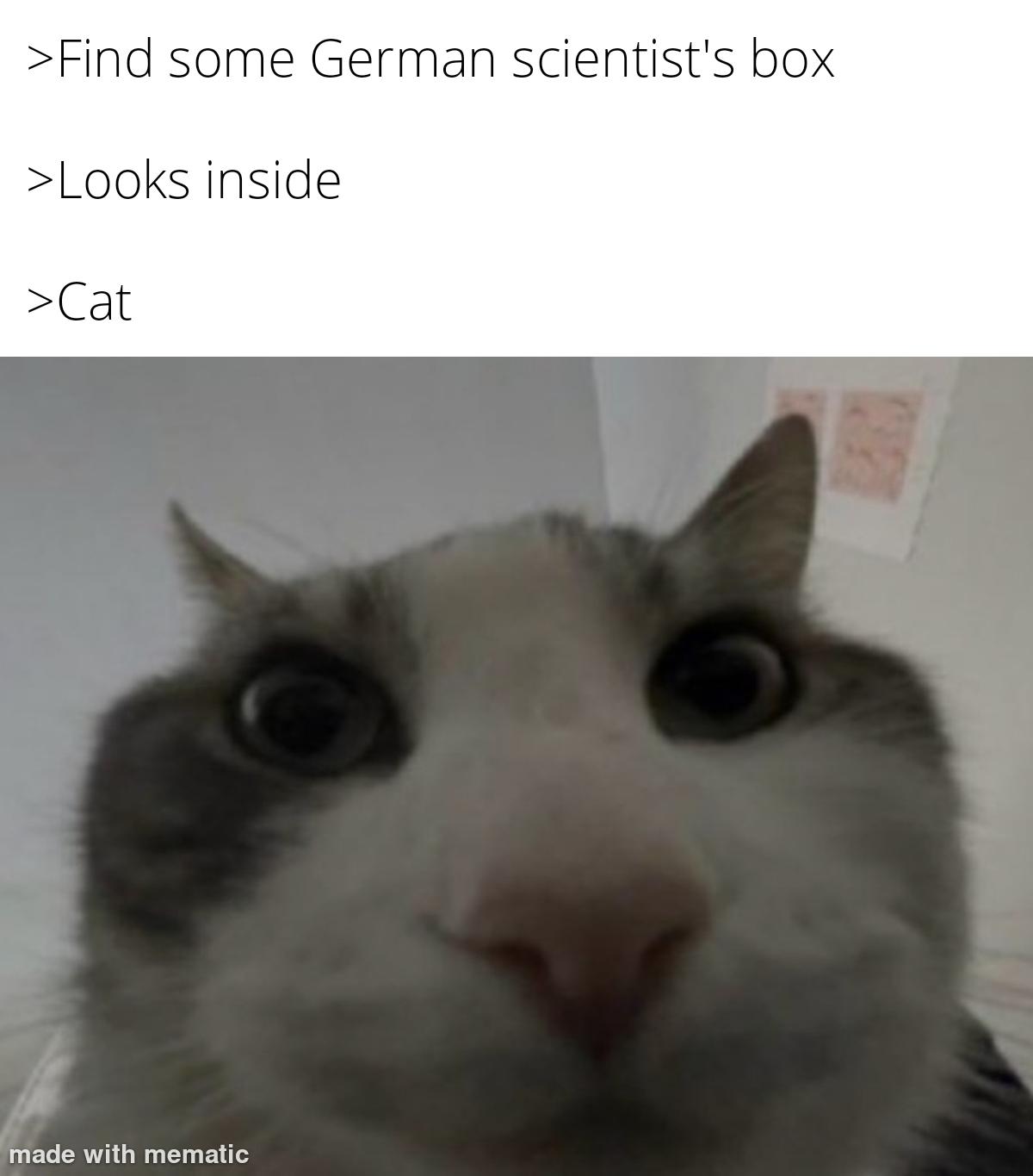 Schrödinger's Cat Has Questions