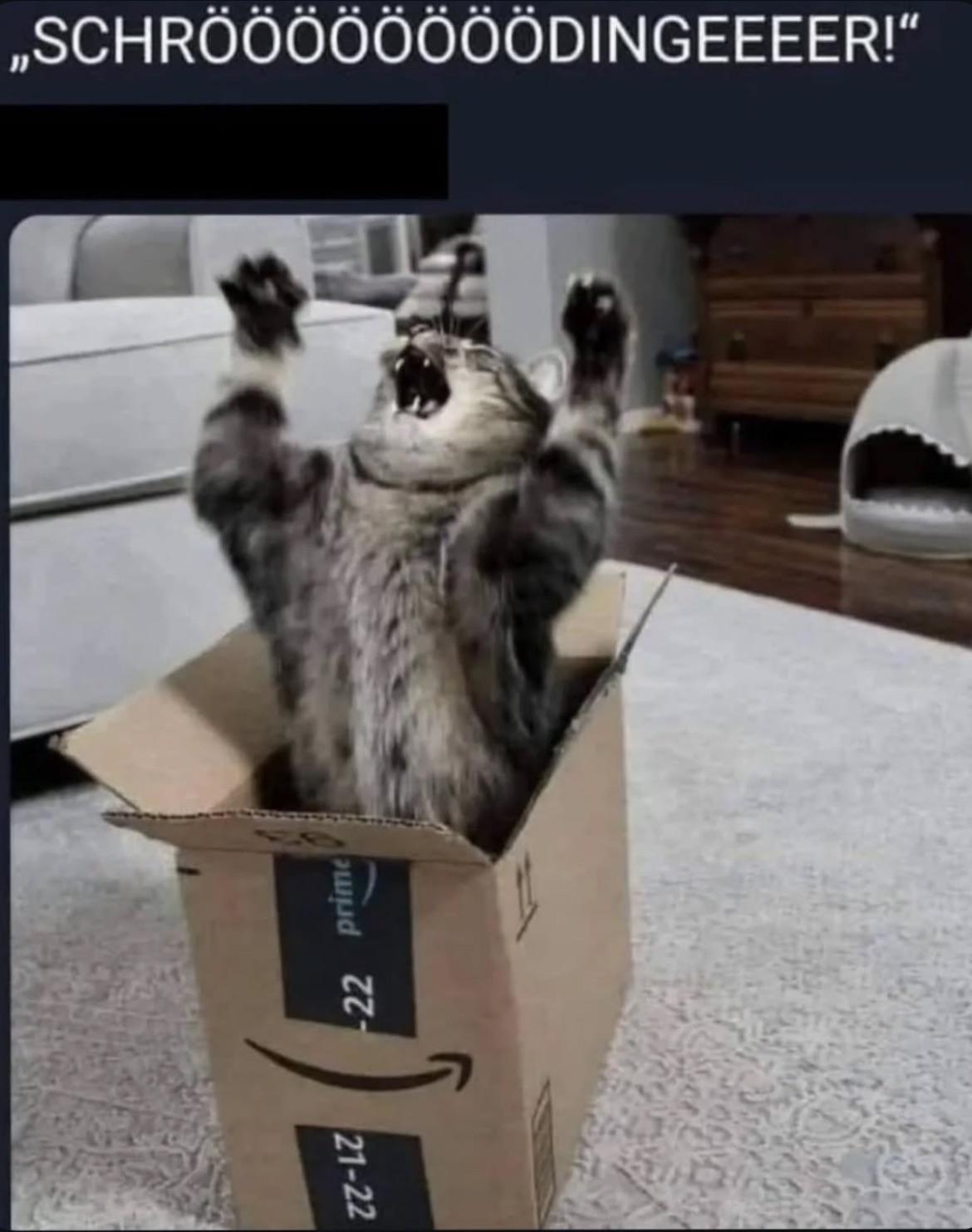 Tell Schrödinger He Survived