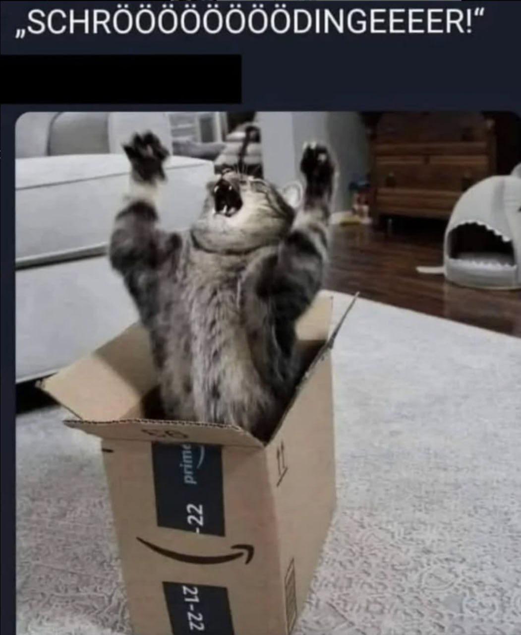 Quantum Revenge: The Cat Strikes Back