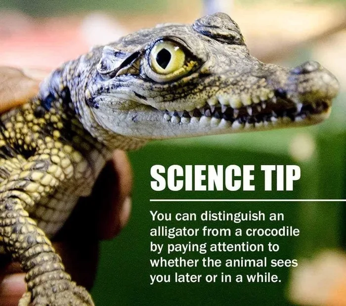 The Deadly Art Of Reptile Taxonomy