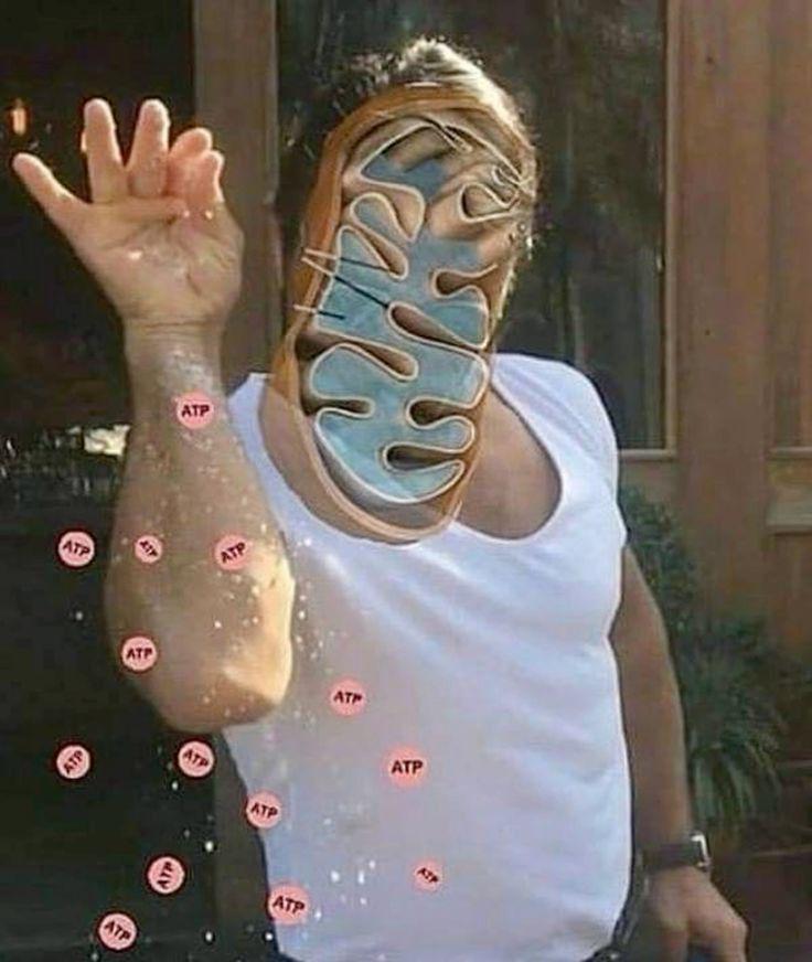 Mitochondria Showing Off Their ATP Production Skills