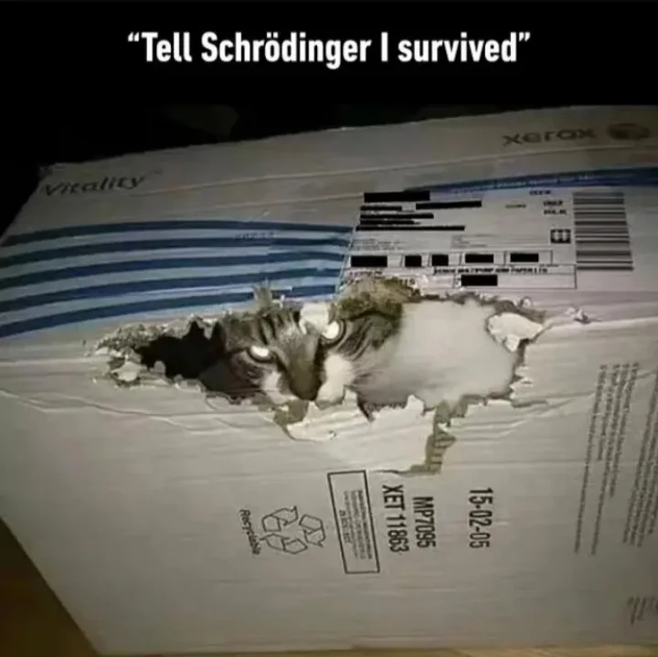 The Cat Has Risen