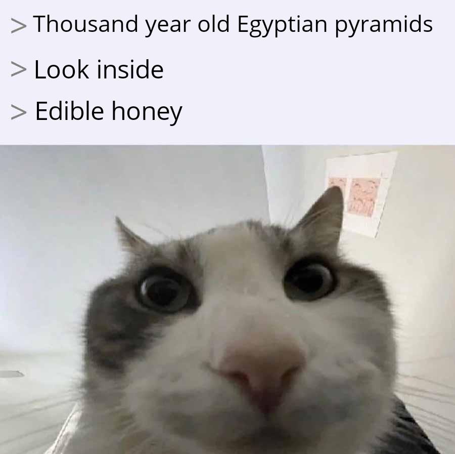 Look At Me, I Am The Preservative Now