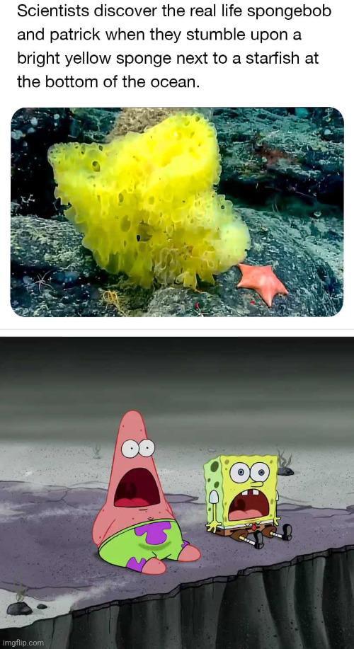 Scientists Finally Caught SpongeBob Lacking In 4K