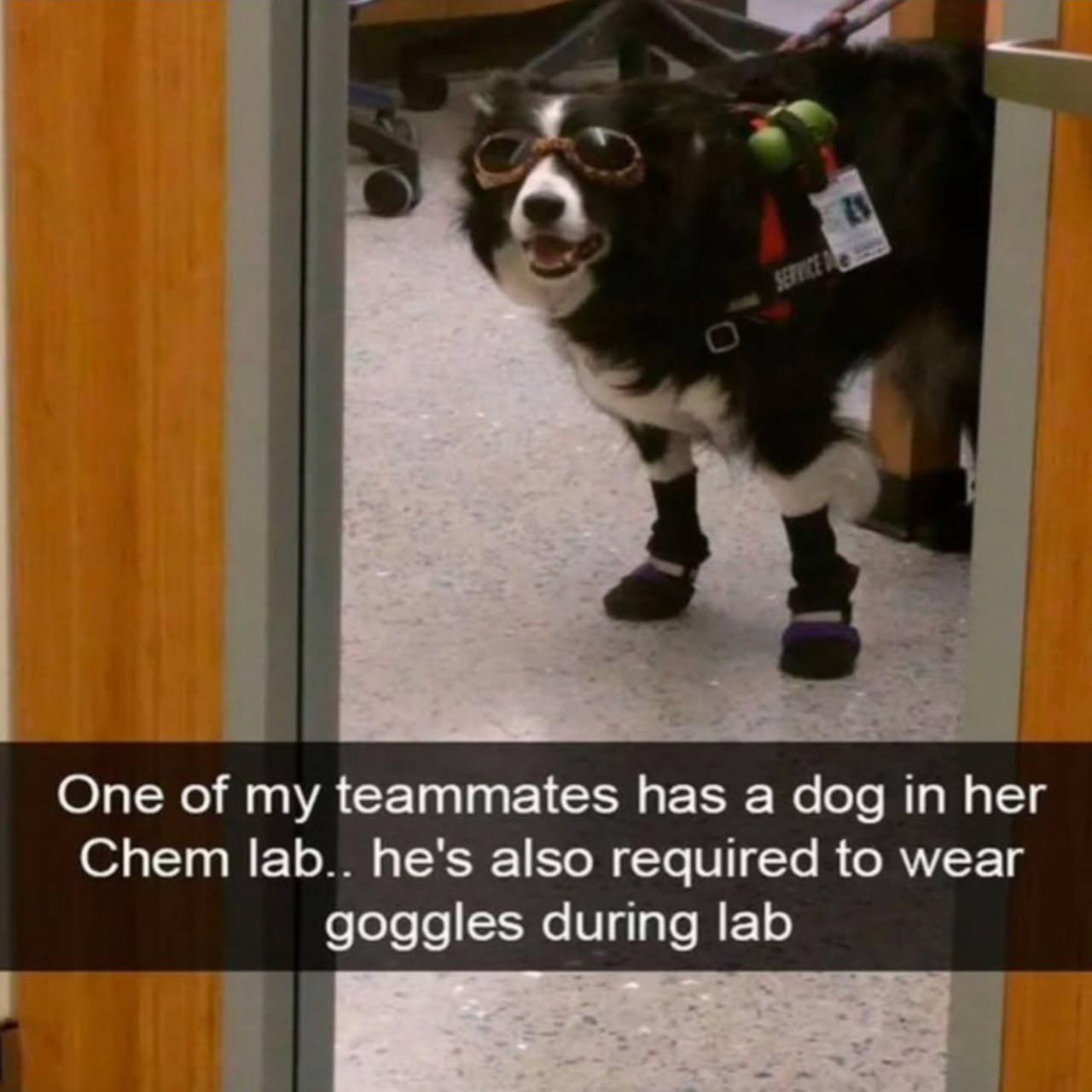 The Goodest Lab Assistant