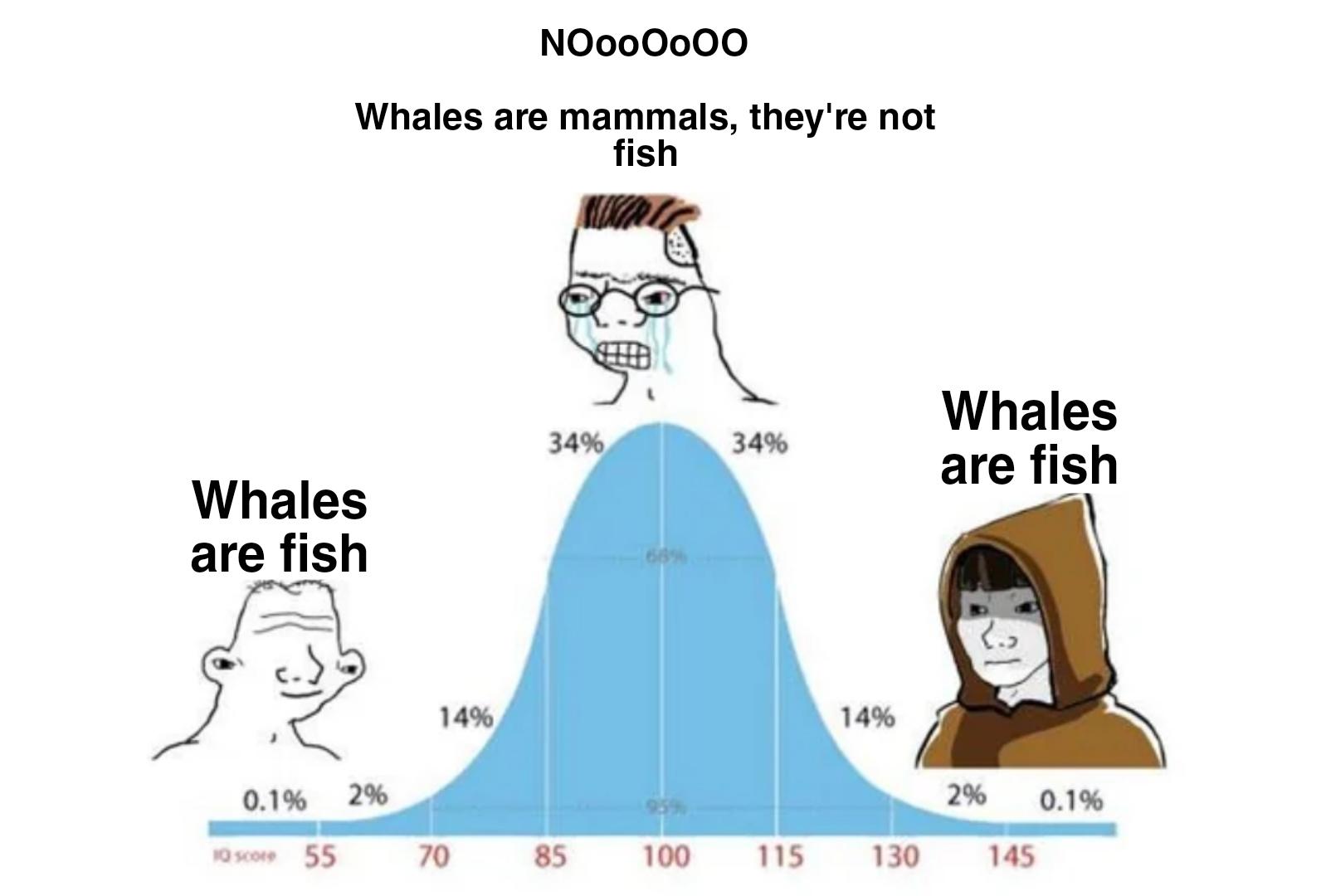 The Bell Curve Of Whale Classification
