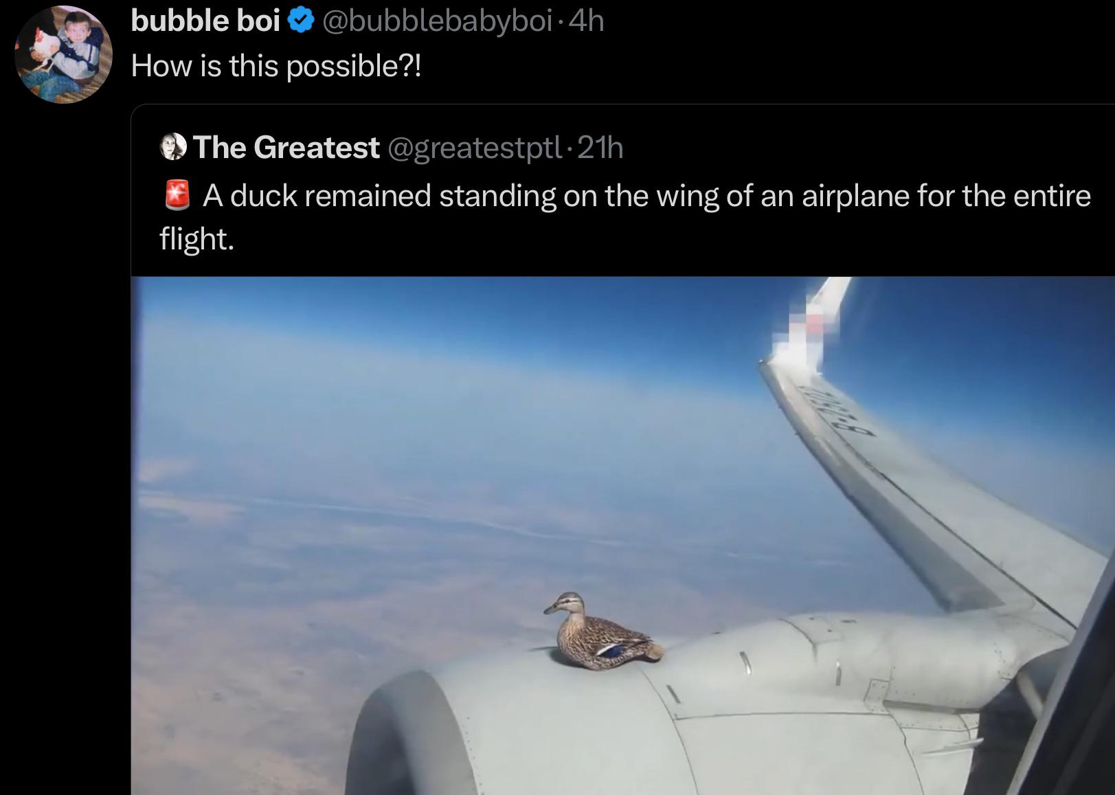 Why Not? The Duck Was At Rest Relative To The ✈️