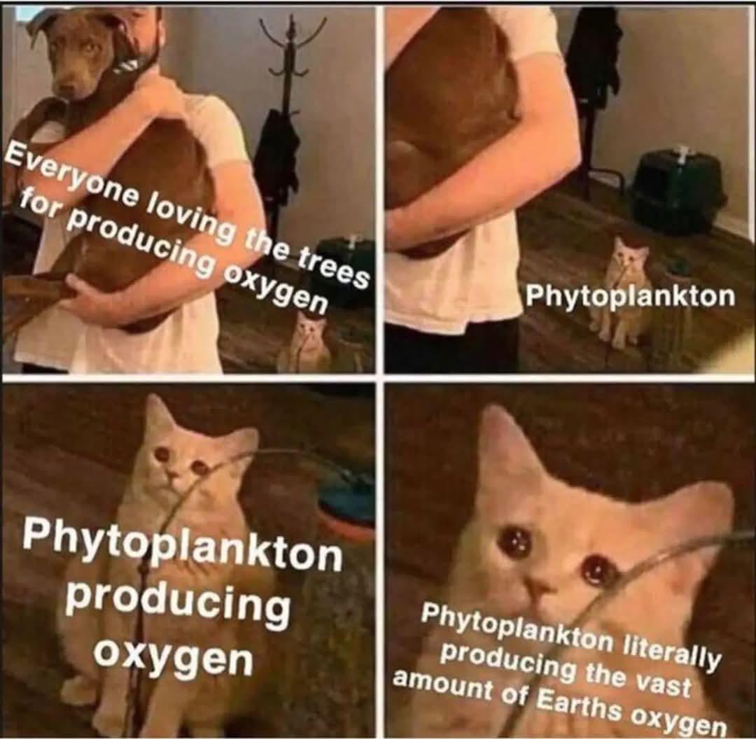 I Feel You, Phytoplankton
