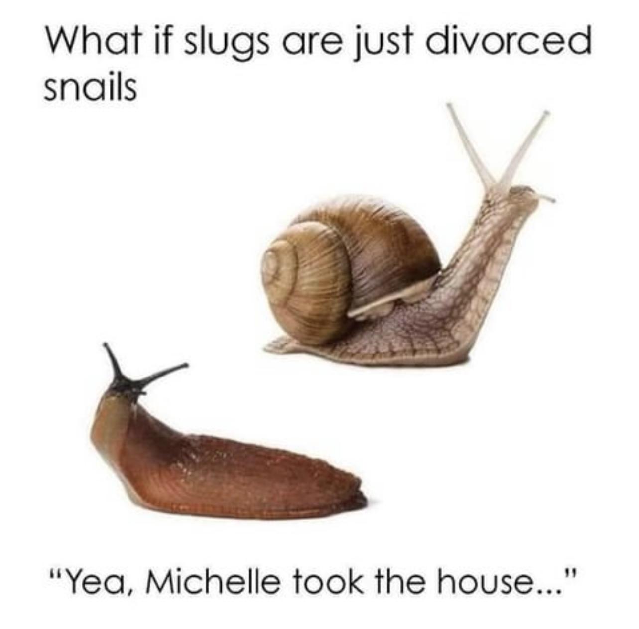 Shell Custody Battle: The Great Gastropod Divorce