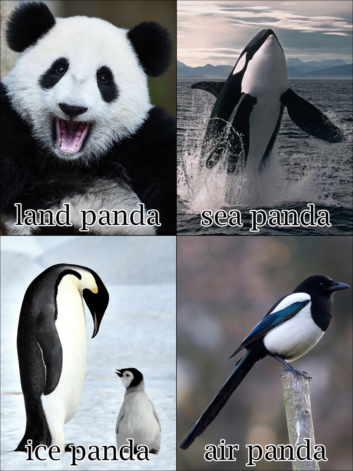 The Four Elemental Pandas