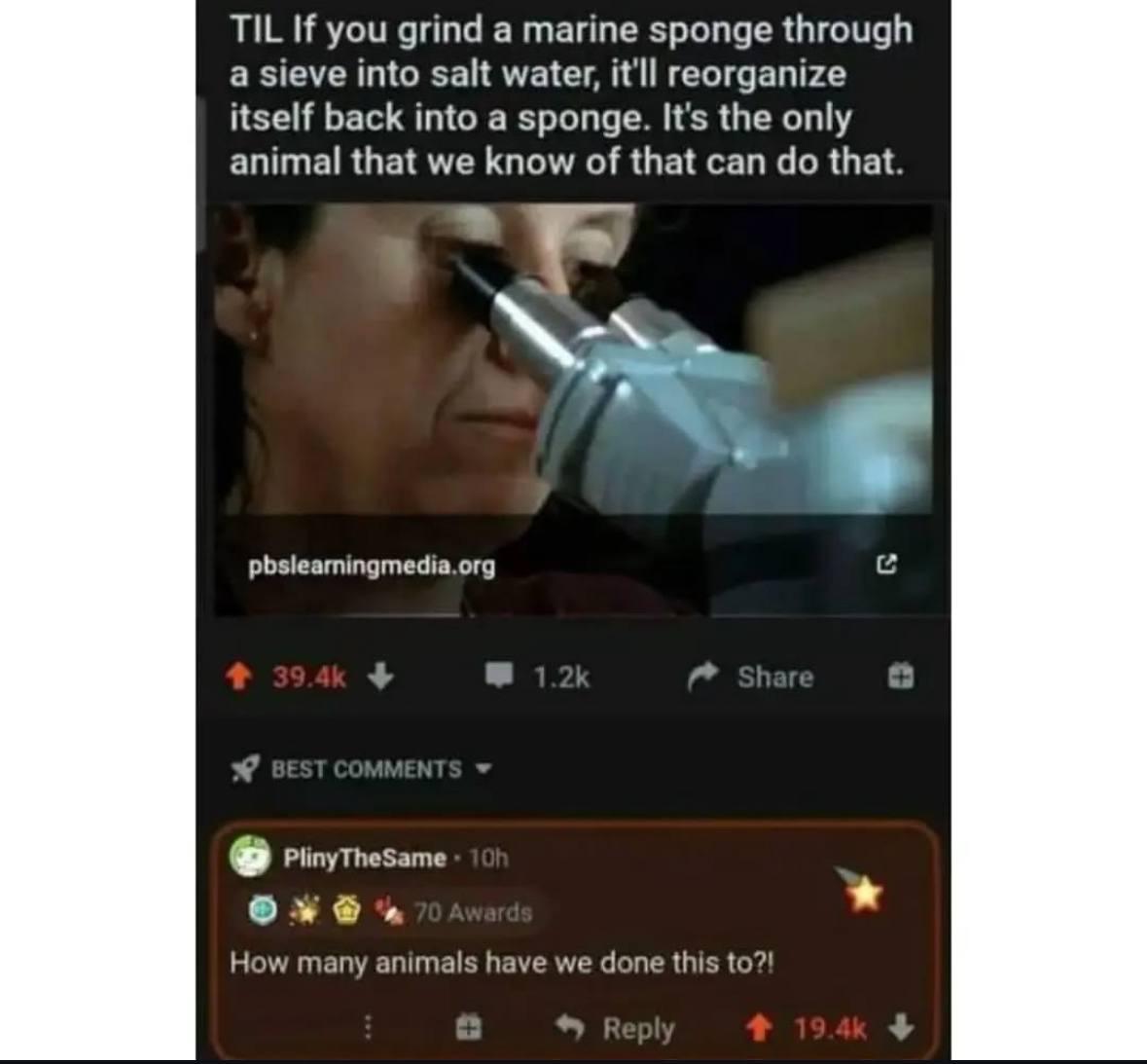 The Immortal Sponge Experiment