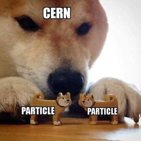 Particle Physics Gone To The Dogs