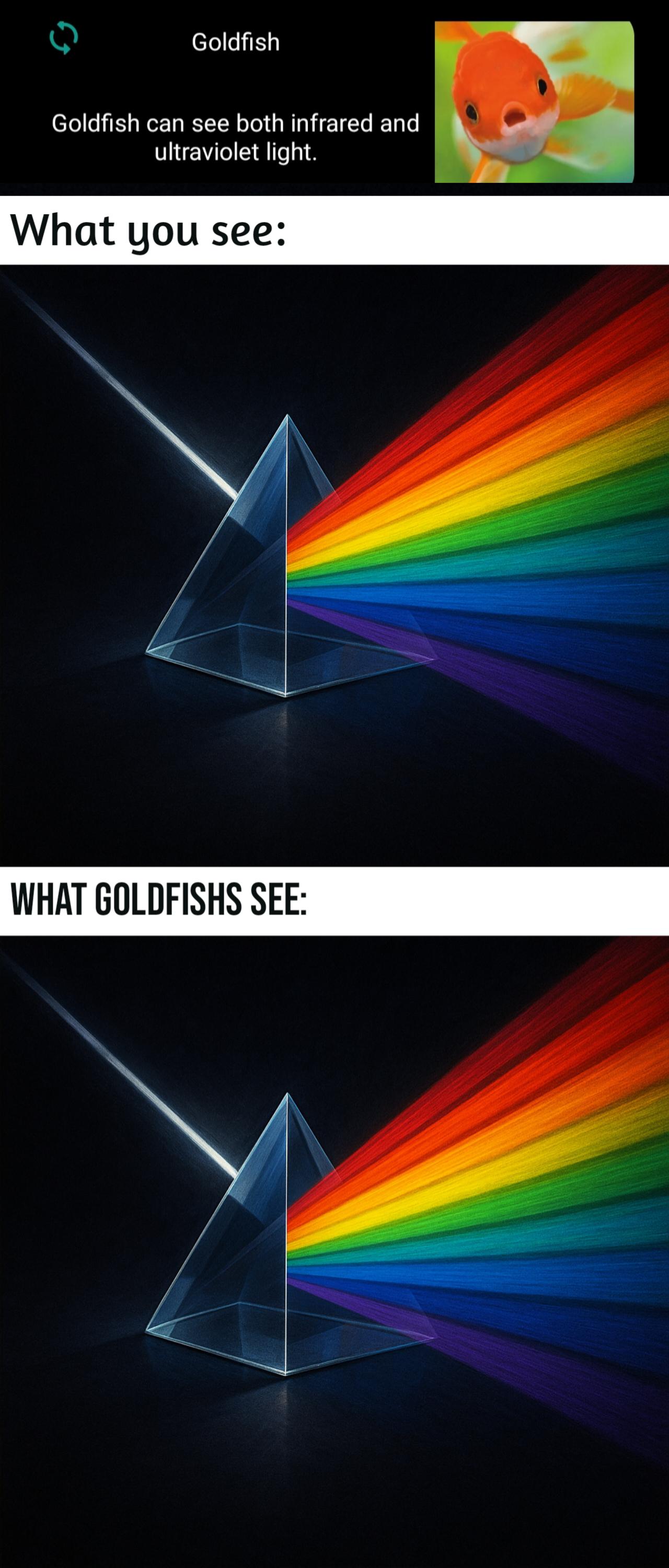 Goldfish: The Ultimate Spectrum Connoisseurs