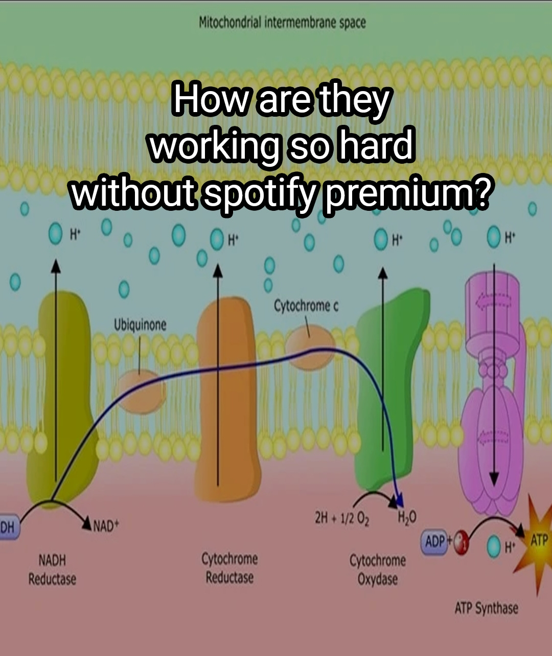 The Electron Transport Grind Never Stops
