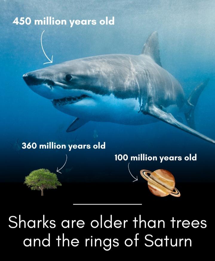 Things In The Universe Younger Than Sharks