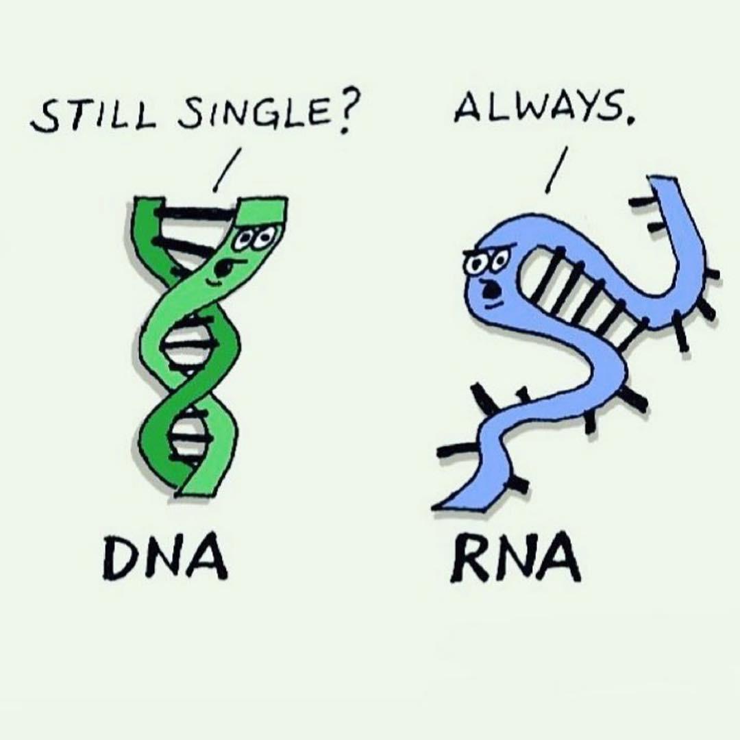 RNA's Relationship Status: Always Single