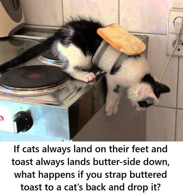 The Buttered Cat Paradox