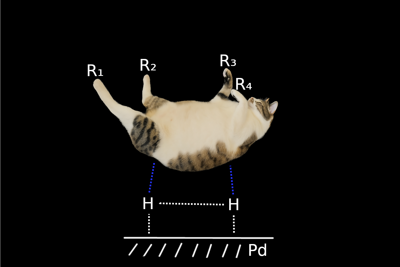 Cat-Alytic Hydrogenation