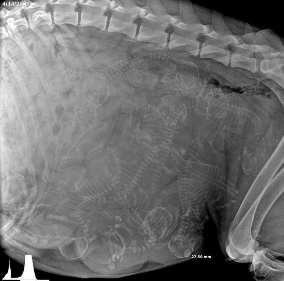 The Canine Xenomorph Factory