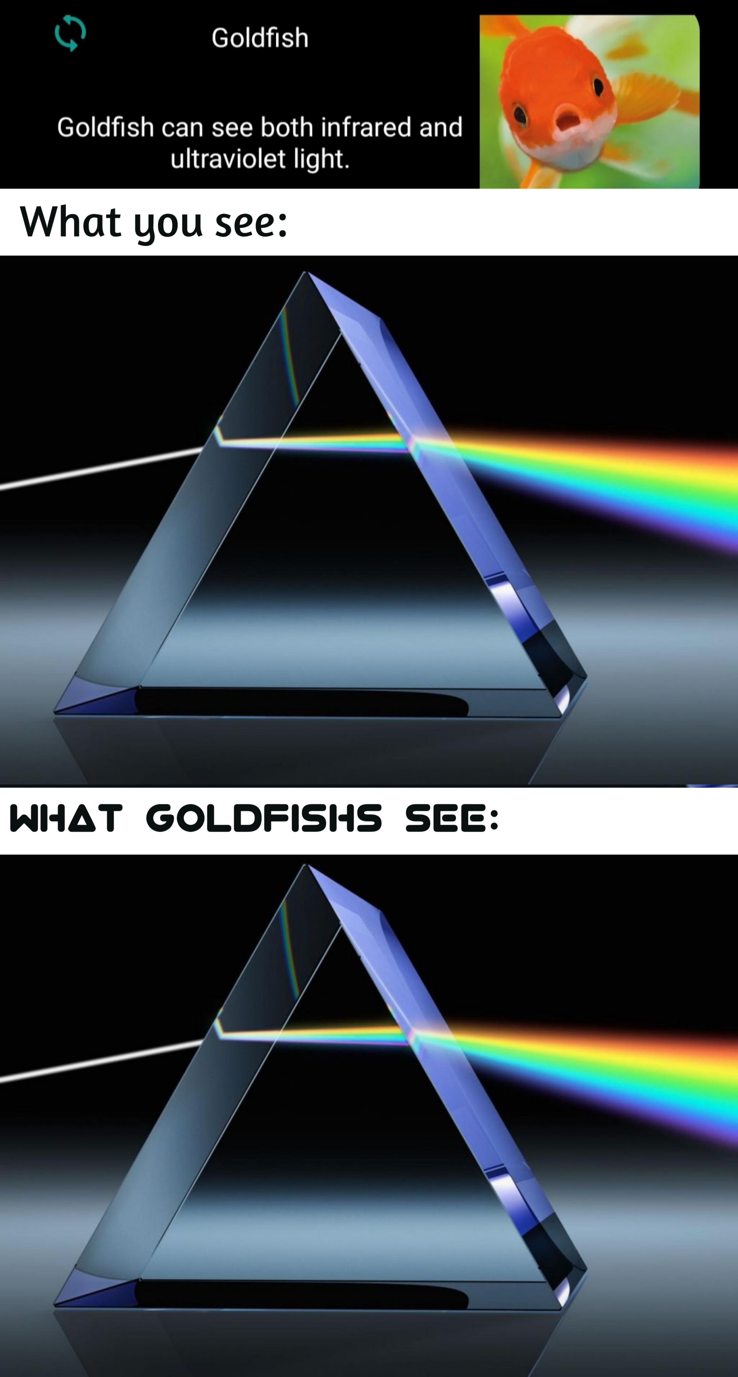 The Spectrum Beyond Human Perception