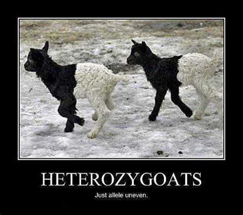 Inheritance 101: The Heterozygoats
